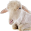خراف صغيرة
