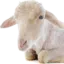 Lamb