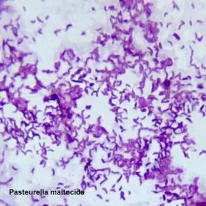 التسمم الدموي النزفي Hemorrhagic Septicemia