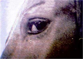 الكزاز عند الحيوانات / الخيول — لاحظ بروز اسفن الثالث للعين