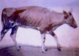 مرض جونز / نظير السل Johne’s Disease