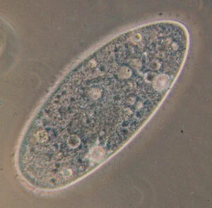 الأوليات Protista