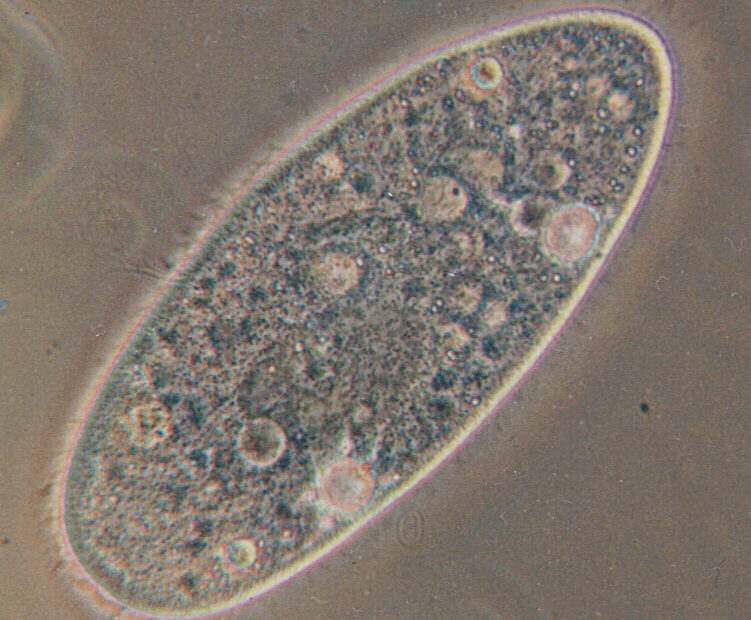 الأوليات Protista