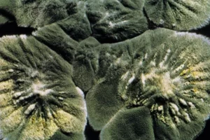 Penicillium notatum source penicillin Penicillium notatum source penicillin