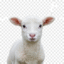 Lamb