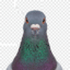 Pigeons