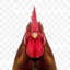 Poultry