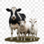 Ruminants